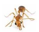 پاورپوینت الگوریتم بهینه سازی کلونی مورچه ها (Ant Colony Optimization Algorithm (ACO